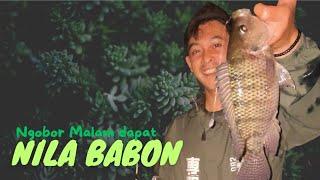 Rezeki Nomplok Hunting Malam Nemu Nila Babon