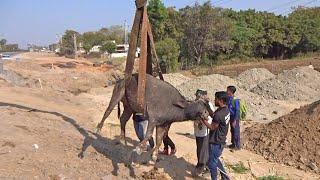 Buffalo with horrific injuries and not able to stand, safe in permanent sanctuary.