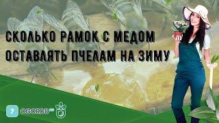 Сколько рамок с медом оставлять пчелам на зиму