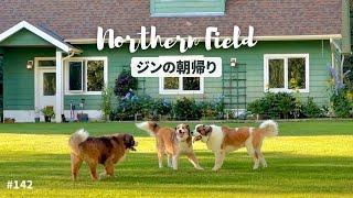 超大型犬 3頭とカナダで田舎暮らし・海外生活／ジンの朝帰り・ボウは熊の糞まみれ