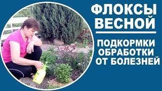 Уход за флоксами весной  Важные моменты агротехники и обработка от болезней