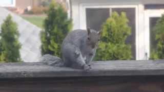 Itchy Squirrel Scratching Itself in Public