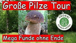 Große Pilze Tour - Mega Funde ohne Ende