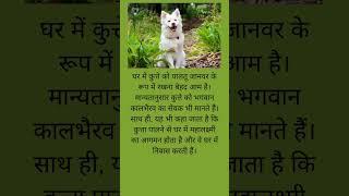 #dog#amazingfacts #rochakfacts #rochaktathya #factsshort #shorts_