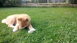 Akita Inu puppy-2 months old