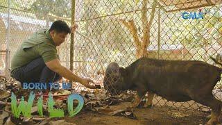 Hybrid wild boar found weak and almost dead | Born to be Wild