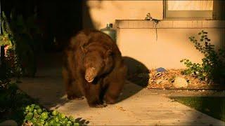 Bear takes stroll through California neighborhood