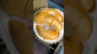 Most Expensive Durian In Malaysia Ochee Blackthorn