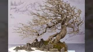 Bonsai sưu tầm 45 - Những cây bonsai Bạt Phong (gió lùa) đẹp.