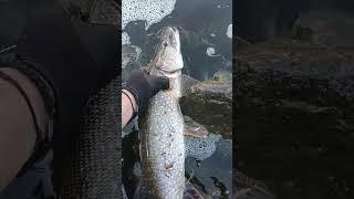 Pike 2.070kg