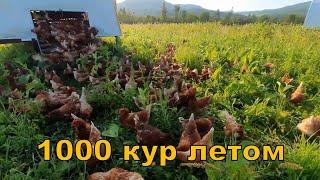 1000 кур - летом - новый стандарт содержания - мобильный пастбищный!