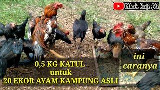 Cara Memberi Makan Ayam Kampung Asli Super Irit