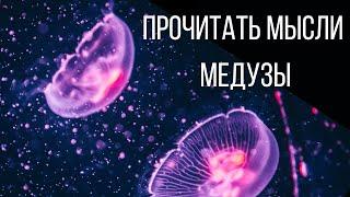 Как прочитать мысли медуз. Как медузы живут без мозга? О чем думают медузы?