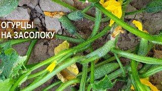 Выращивание огурцов-корнишонов в открытом грунте. КФХ Юрия Коровина, Калининградская область