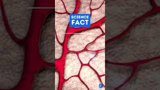 Treating Cardiovascular Disease: Stem Cells Grow New Blood Vessels! #shorts #health #science