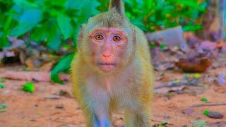 Adorable Small Girl Monkey Rainbow, with Mom Libby Monkey