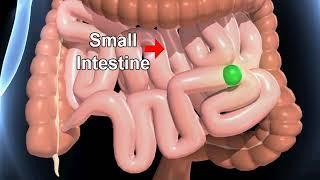 Science - Human Digestive System Overview -3D animation - English