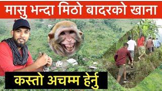 बादरको खाना मान्छेले खादा हेर्नुस यस्तो Bhagya Neupane India tour