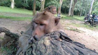 Amazing Mak monkey He want sleep in the moments.