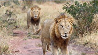 Tribute to a Lost Male Lion | A Loyal Brother to the End