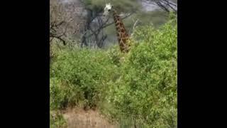 Giraffe take down lion! Mother Giraffe Tries saving Her calf From Lion