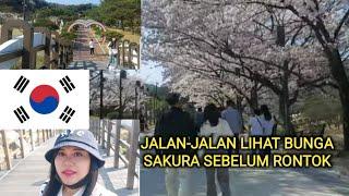 JALAN-JALAN LIHAT BUNGA SAKURA SEBELUM RONTOK