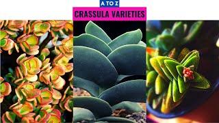 Crassula Varieties A to Z