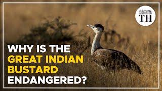 Why is the Great Indian Bustard endangered? | The Hindu