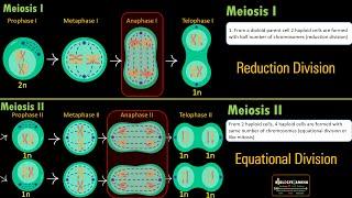 Difference between Meiosis I and II in 2 minutes