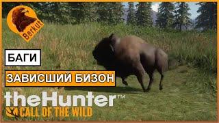  Бизон завис на Аляске в theHunter Call of the Wild 