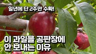 귀농 17년차 농부가 과일을 공판장에 팔지 않는 이유