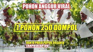 1 POHON BERBUAH 250 DOMPOL TANPA ATAP UV