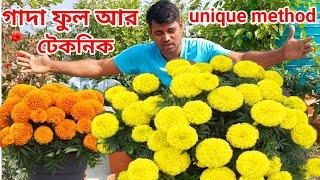 how to grow marigold plant // গাদা গাছের unique টেকনিক // #merigold