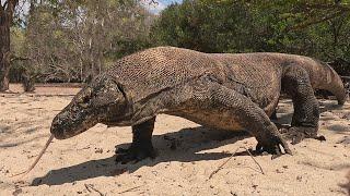 Dragons up close at KOMODO ISLAND