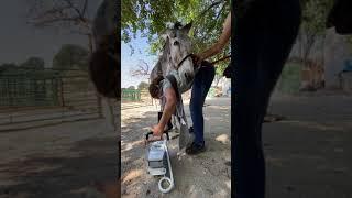 Arreglando los cascos deformados a Sabanero, un burro que fue maltratado