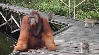 Don't steal a banana out of an orangutan's mouth...