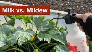 Milk vs. Powdery Mildew