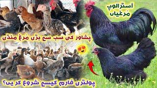 largest Golden Misri Murga Mandi Peshawar New Updates 2024 | How To Start Poultry Farm | Izhar Ali