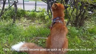 Tiki the fox is walking during the winds (Day 872)