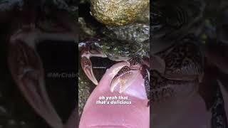 crab   doing pedicure on legs  omg#crabpedicure #remix #trendy #creative #funny #viral #meme