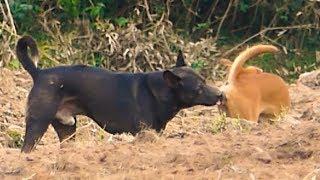 Dogs life in countryside after meeting - Stories That Will Blow You Away