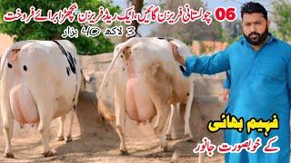 Taj Dairy Farm | Top Quality Cross Cow | Cholistani Friesian Cross Cow | Gaushala | Pk Janwar Mandi