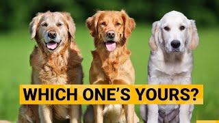 3 Types of Golden Retrievers and How to Identify Them?