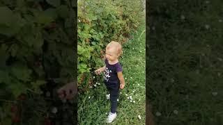 Ursulețul la mure, #bebe, bebeluș, #Funny