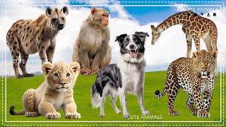 Wild Animal Sounds In Peaceful: Cheetah, Lioness, Baboon, Hyena, Dog, Giraffe - Funny Animal Videos