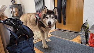 Taking My Husky To The Vets, He Was Hiding!!