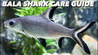 Bala Shark Care Guide - Tank Size & Set Up, Tank Mates, Growth Rate & Breeding - Silver Sharks