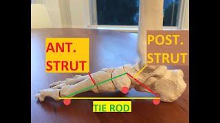 Biomechanics - Windlass Mechanism