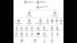 ASCP | MLS | MLT | Hematology | Hematopoiesis - blood cells formation