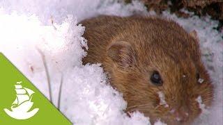 Lemmings - Protection for icy outside air